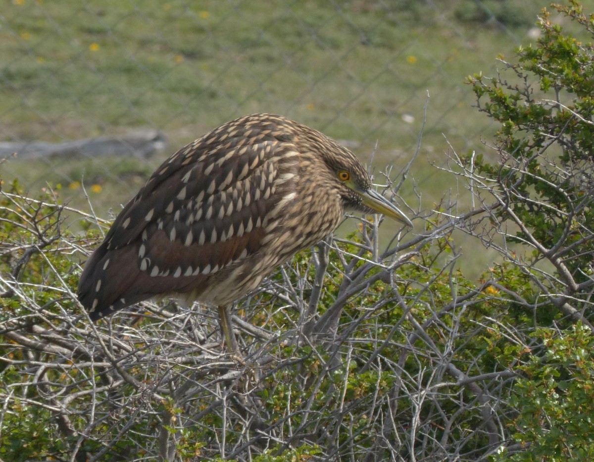 Black-crowned Night Heron (Dusky) - Juan Klavins