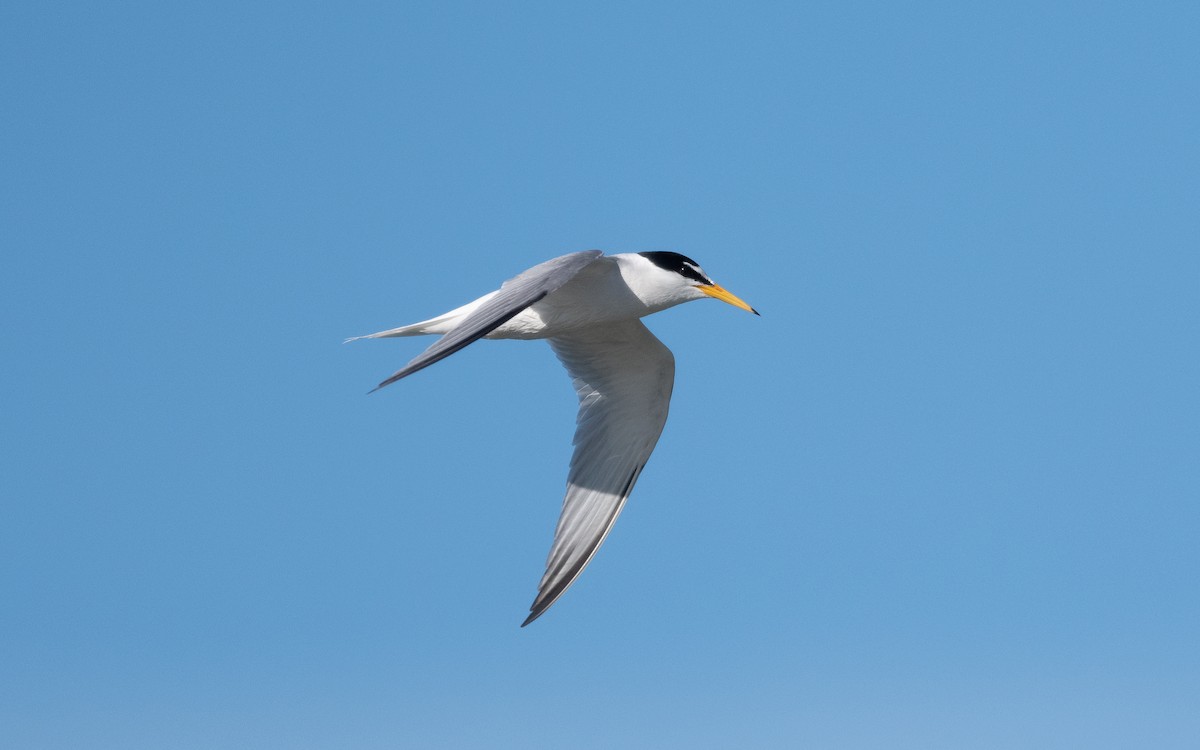 Little Tern - ML505451291