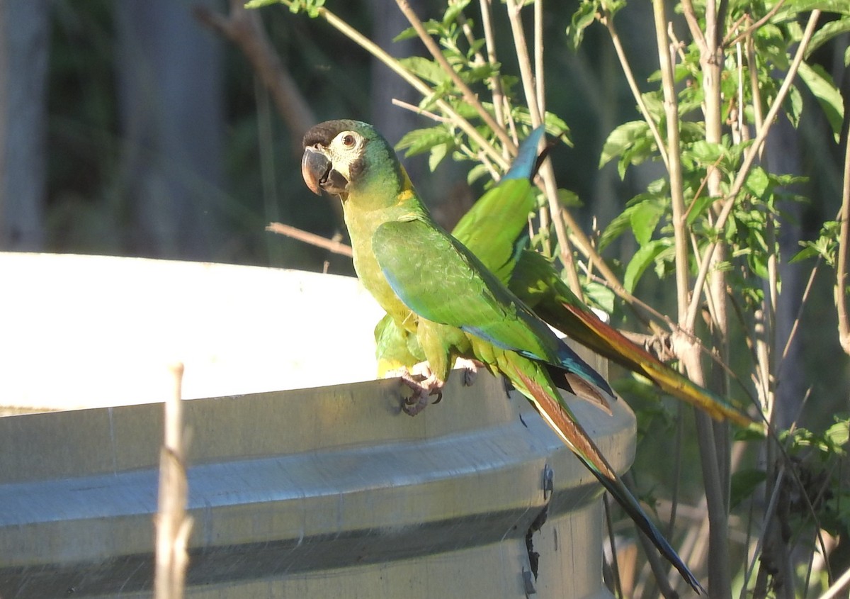 Yellow-collared Macaw - ML505451511