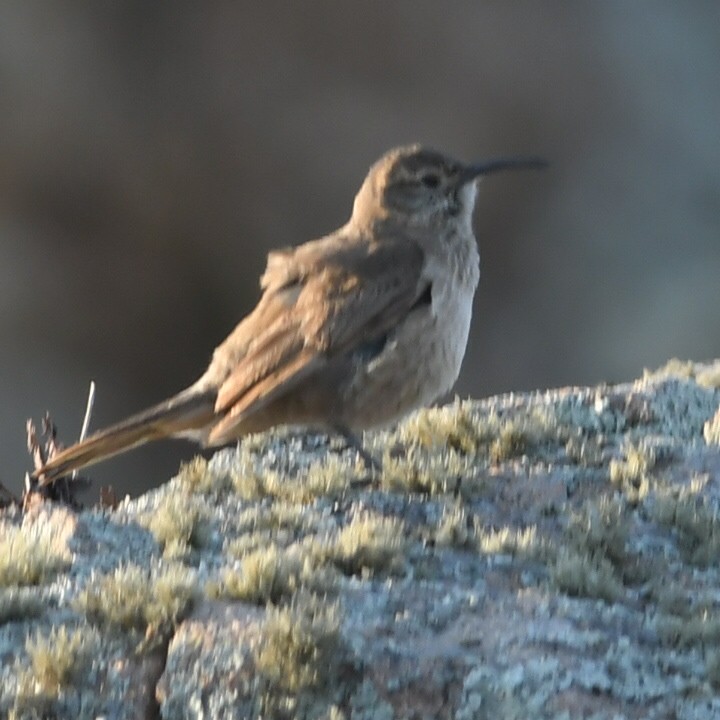 Scale-throated Earthcreeper - ML505452351