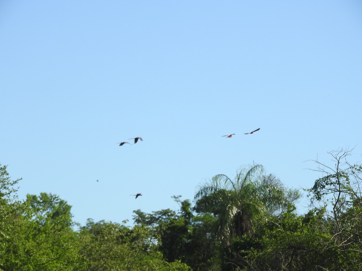 Guacamayo Aliverde - ML505452371