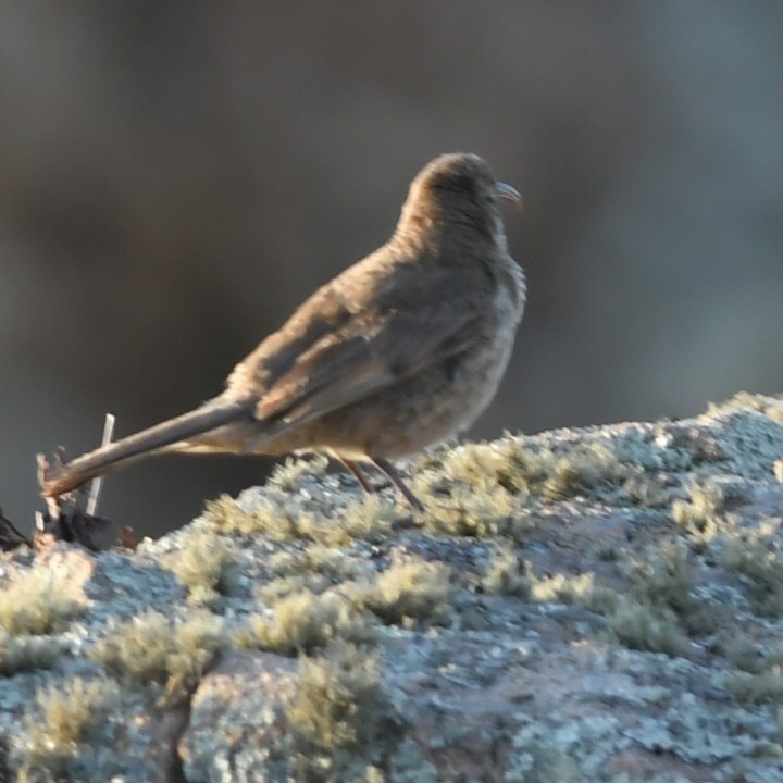 Scale-throated Earthcreeper - ML505452531