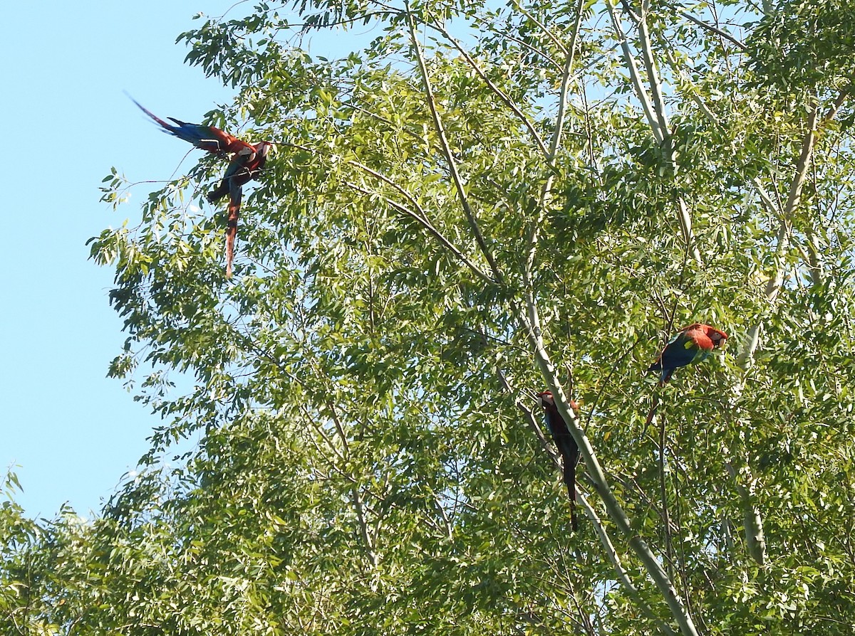 Red-and-green Macaw - ML505452551