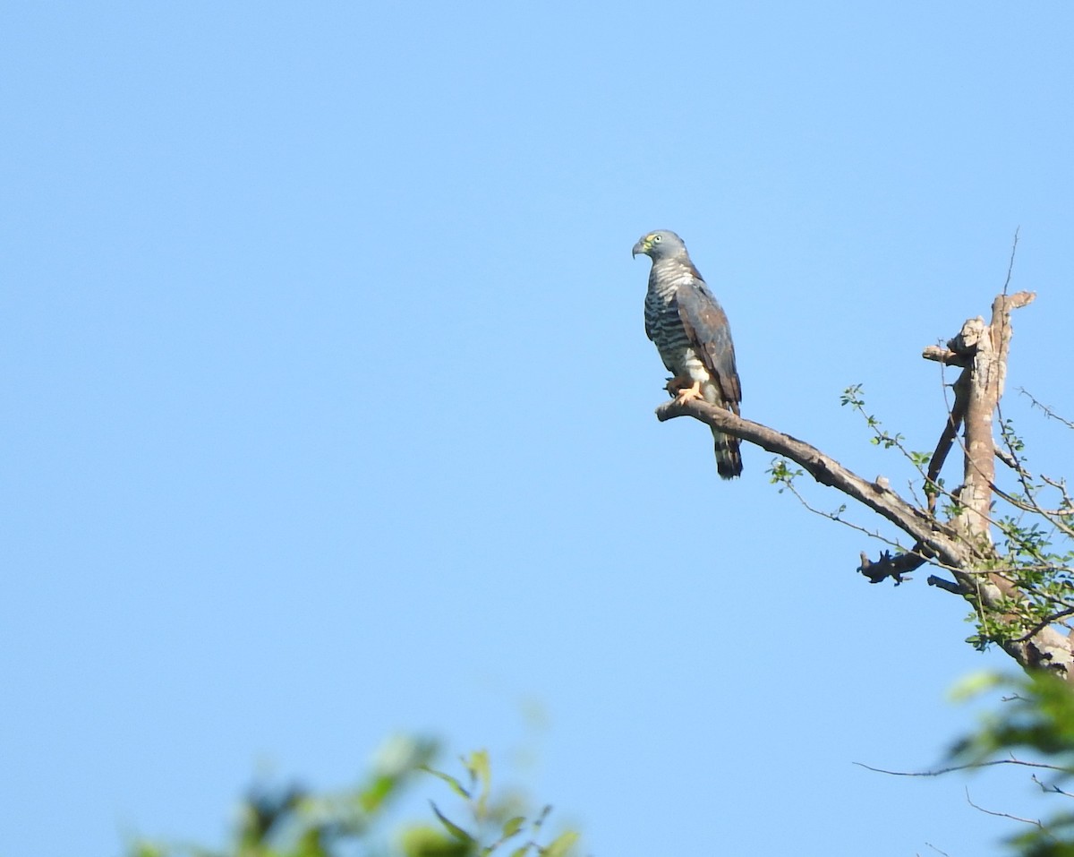 Hook-billed Kite - ML505452811