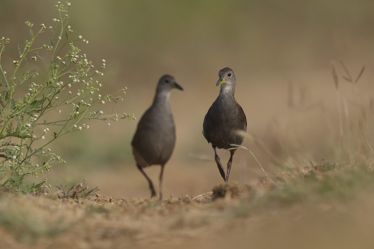 Brown Crake - ML505453291