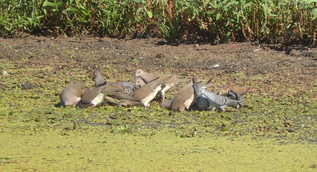 Blue Ground Dove - ML505453871