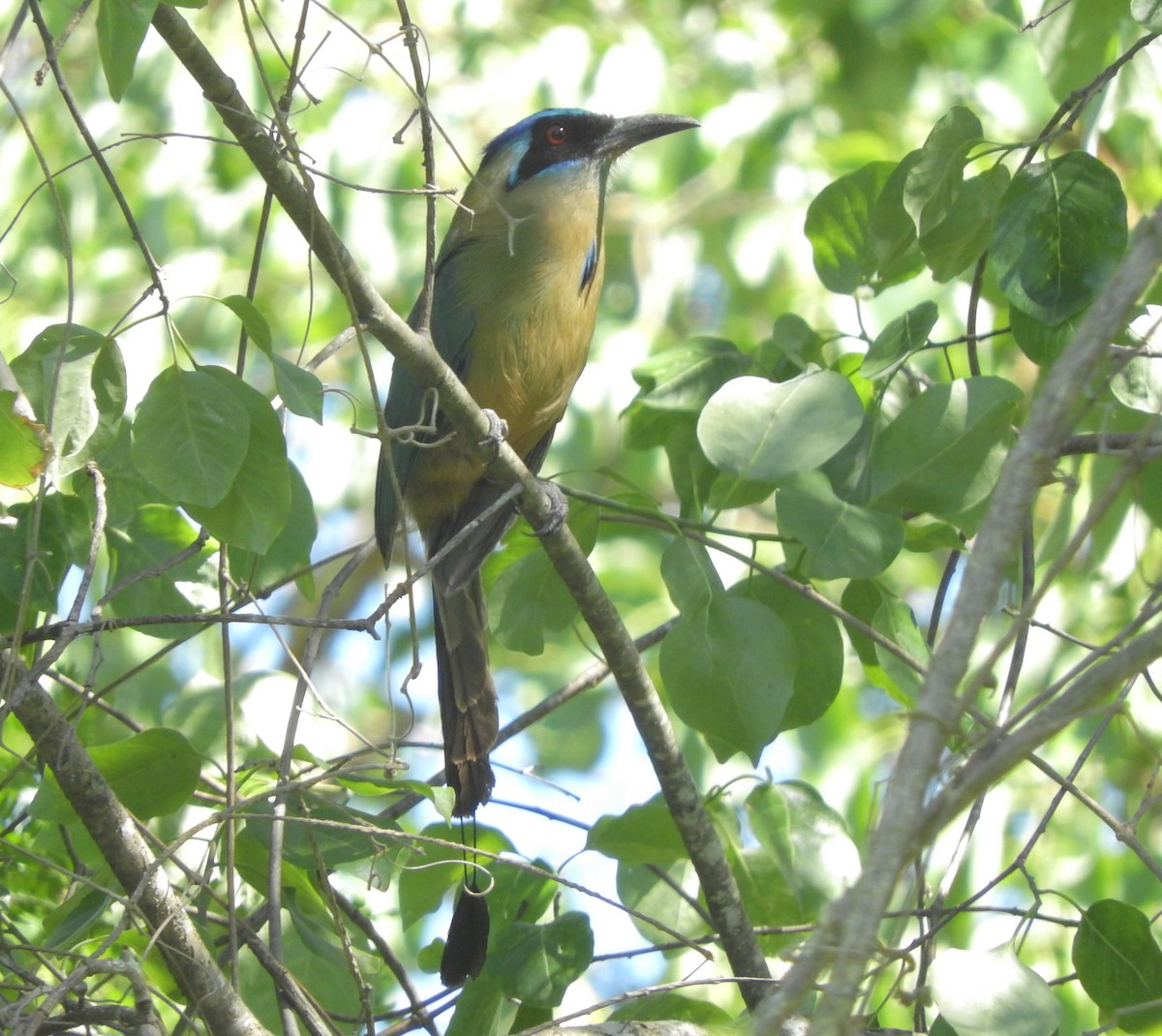 Amazonian Motmot - ML505454681