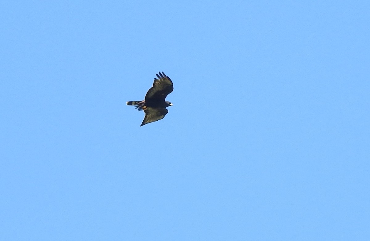 Zone-tailed Hawk - ML505455751