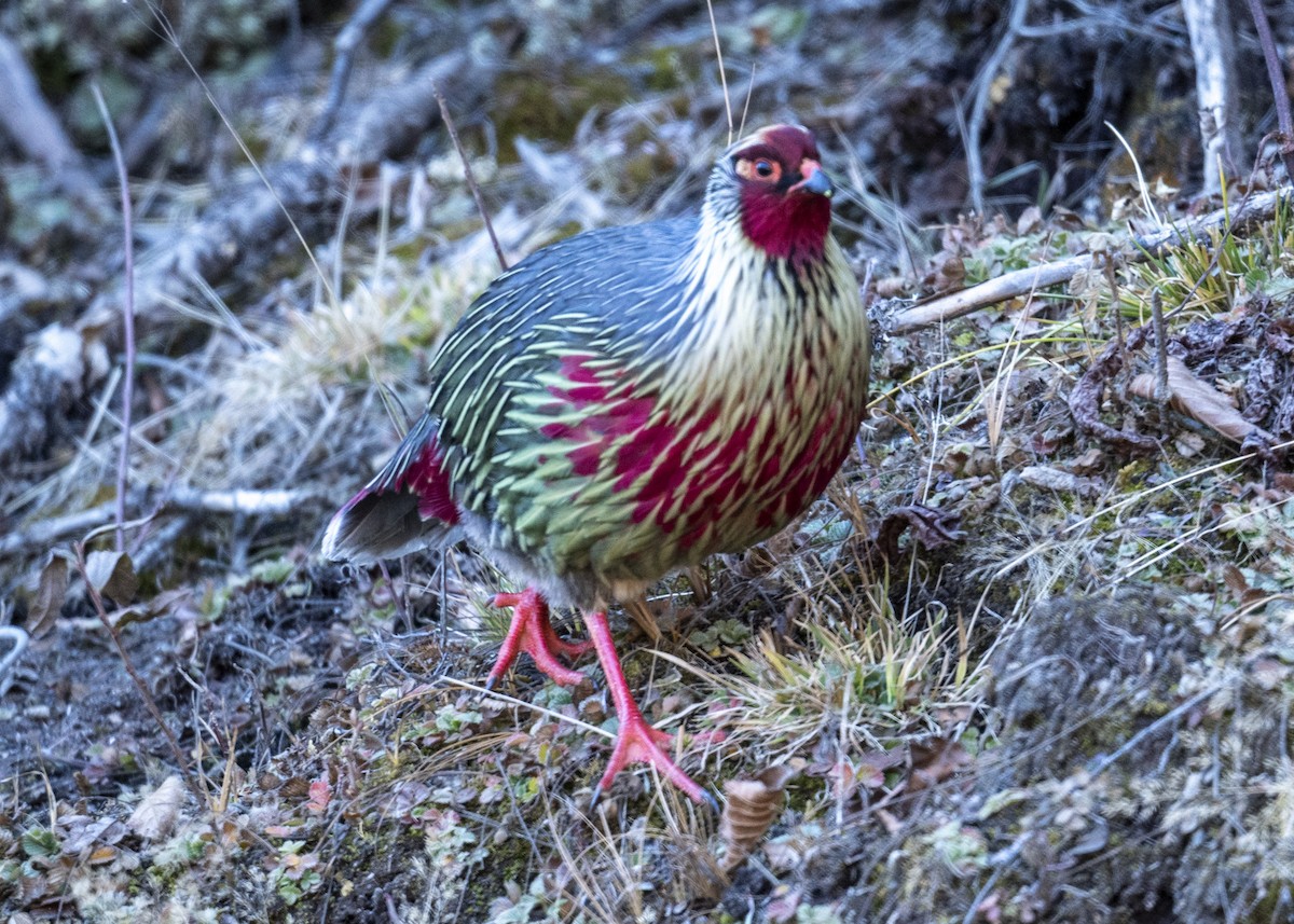 Blood Pheasant - ML505456021