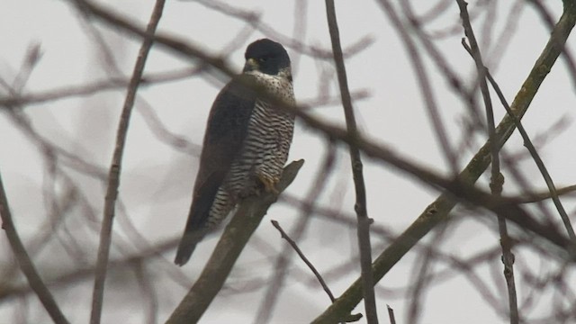 ハヤブサ - ML505456301