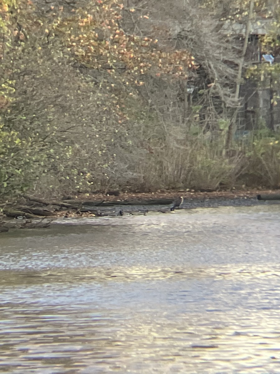 Great Cormorant - ML505456721
