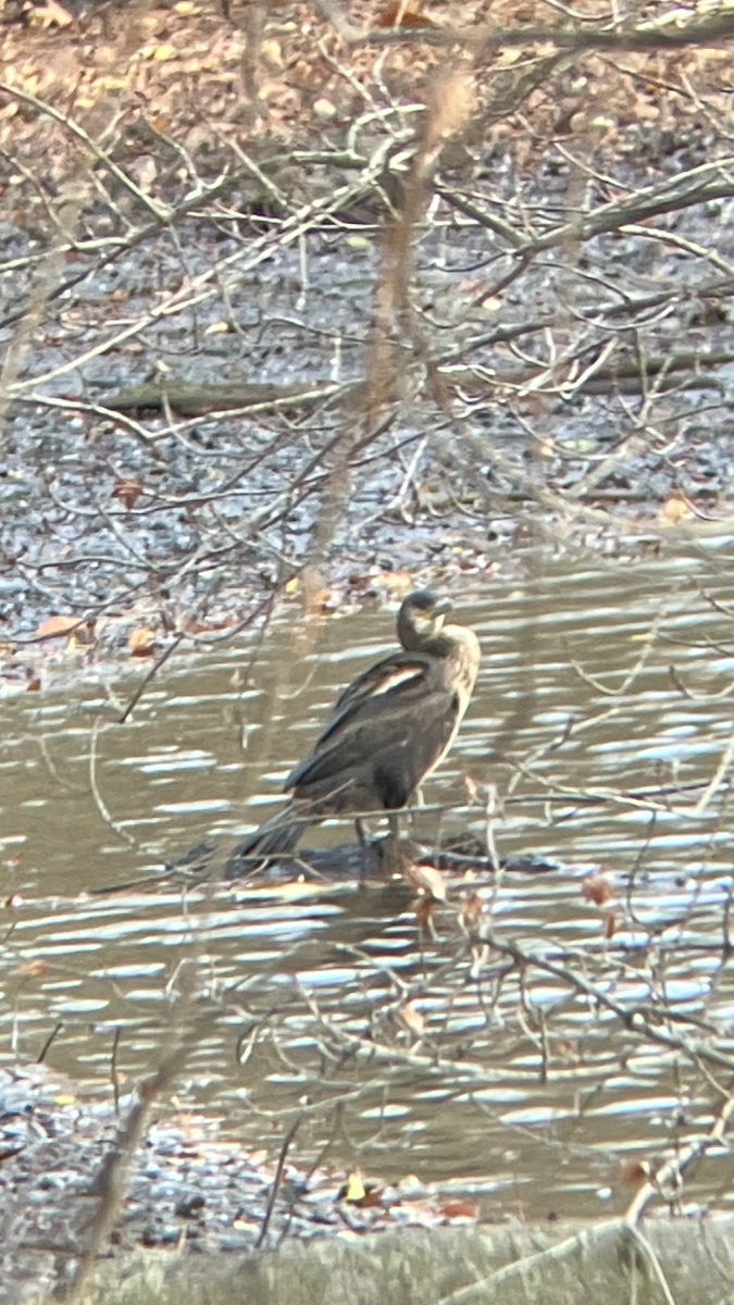 Great Cormorant - ML505456741