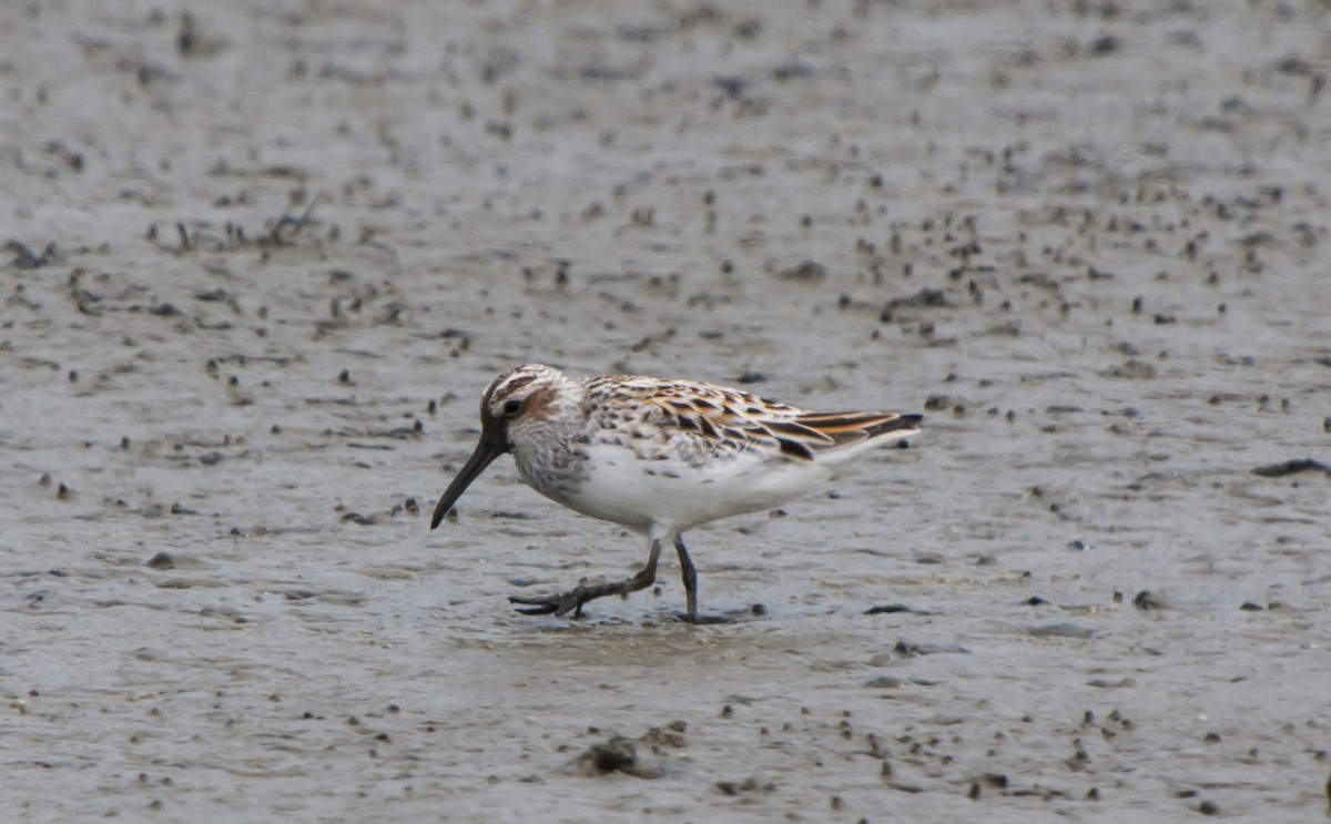 Broad-billed Sandpiper - ML505458501