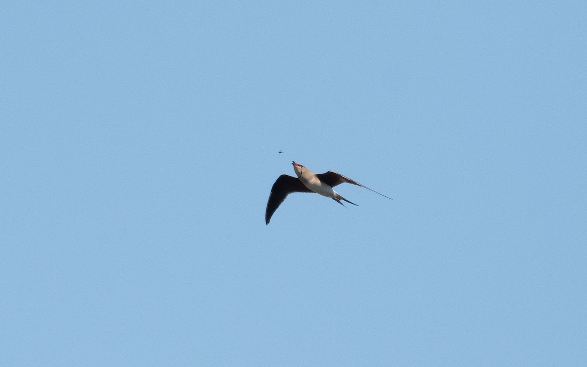 Collared Pratincole - ML505458821