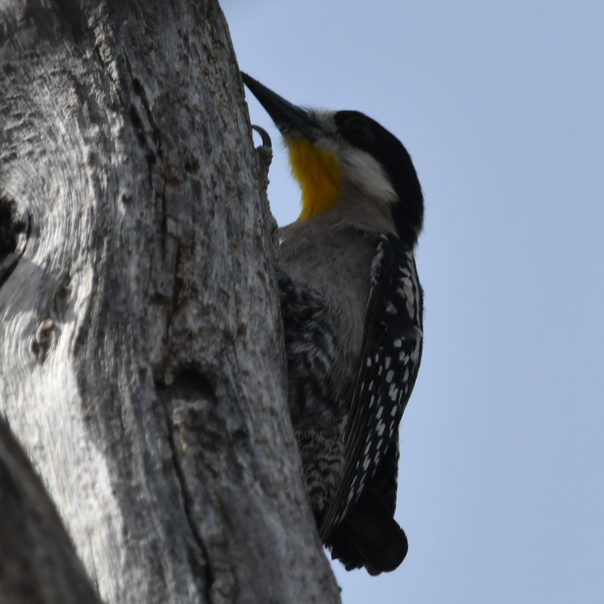 White-fronted Woodpecker - ML505458851