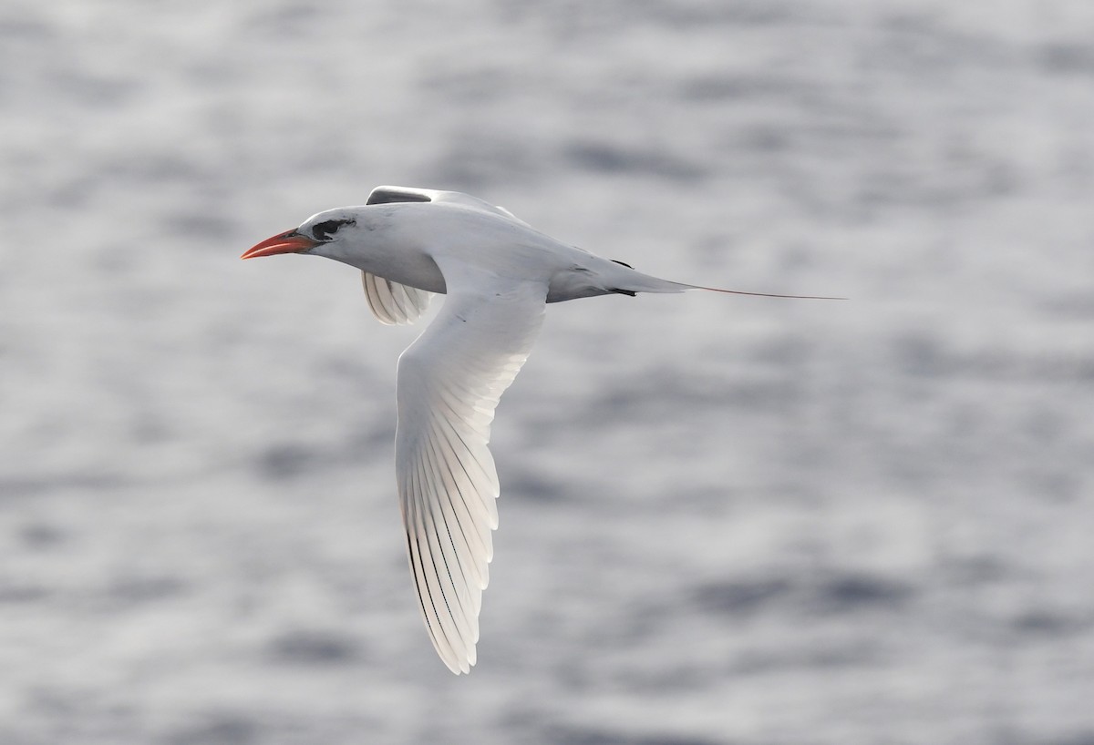 Red-tailed Tropicbird - ML505459241