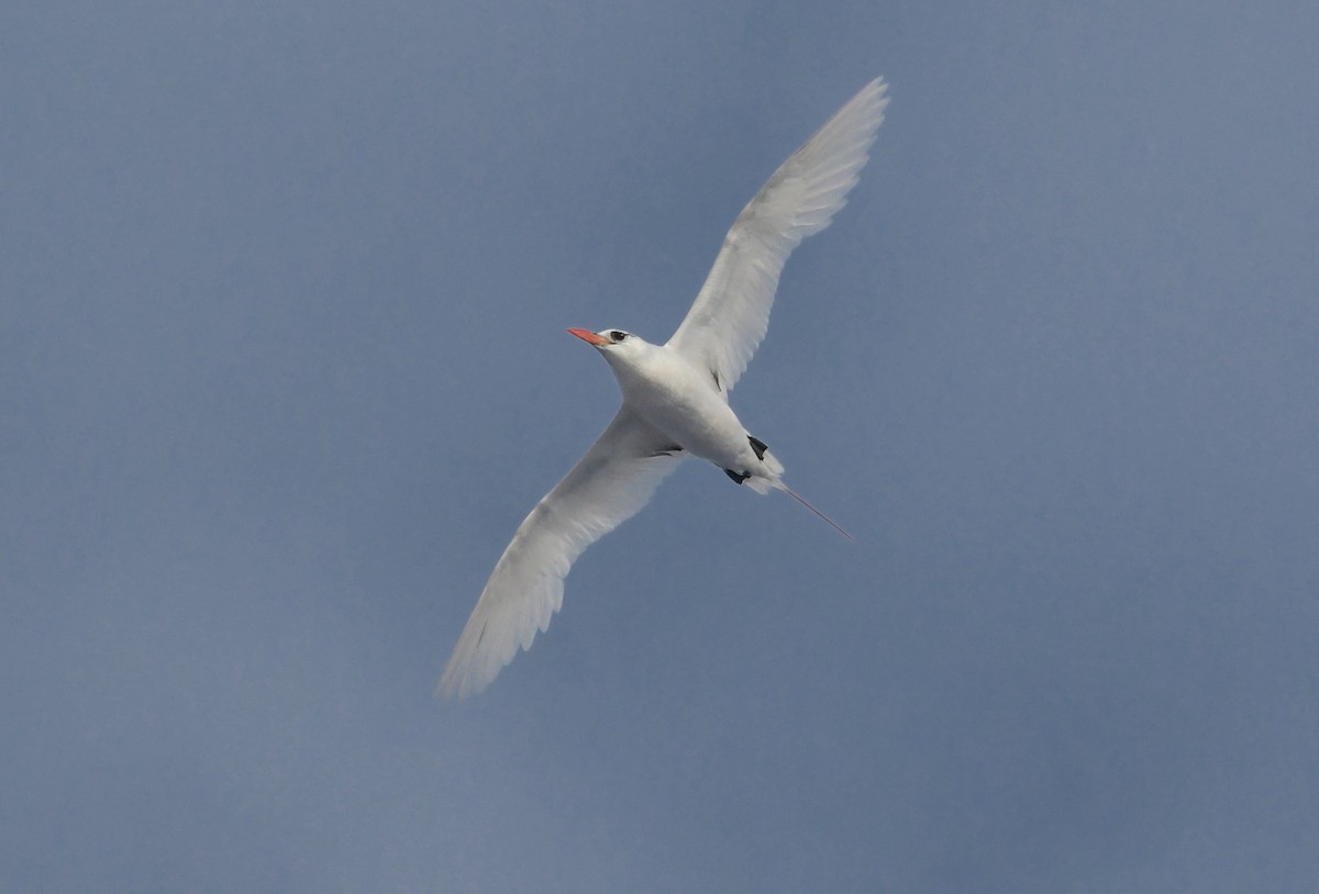 Red-tailed Tropicbird - ML505459251