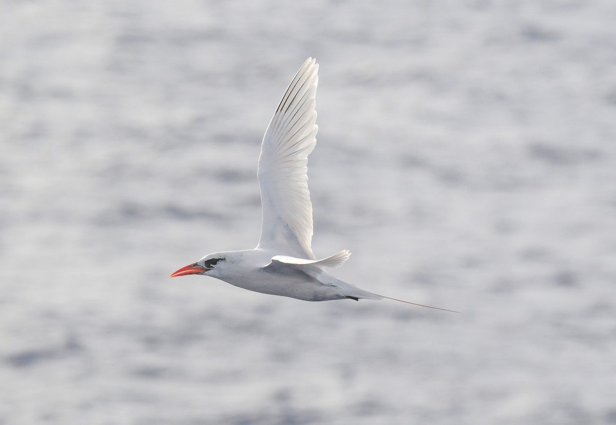Red-tailed Tropicbird - ML505459261