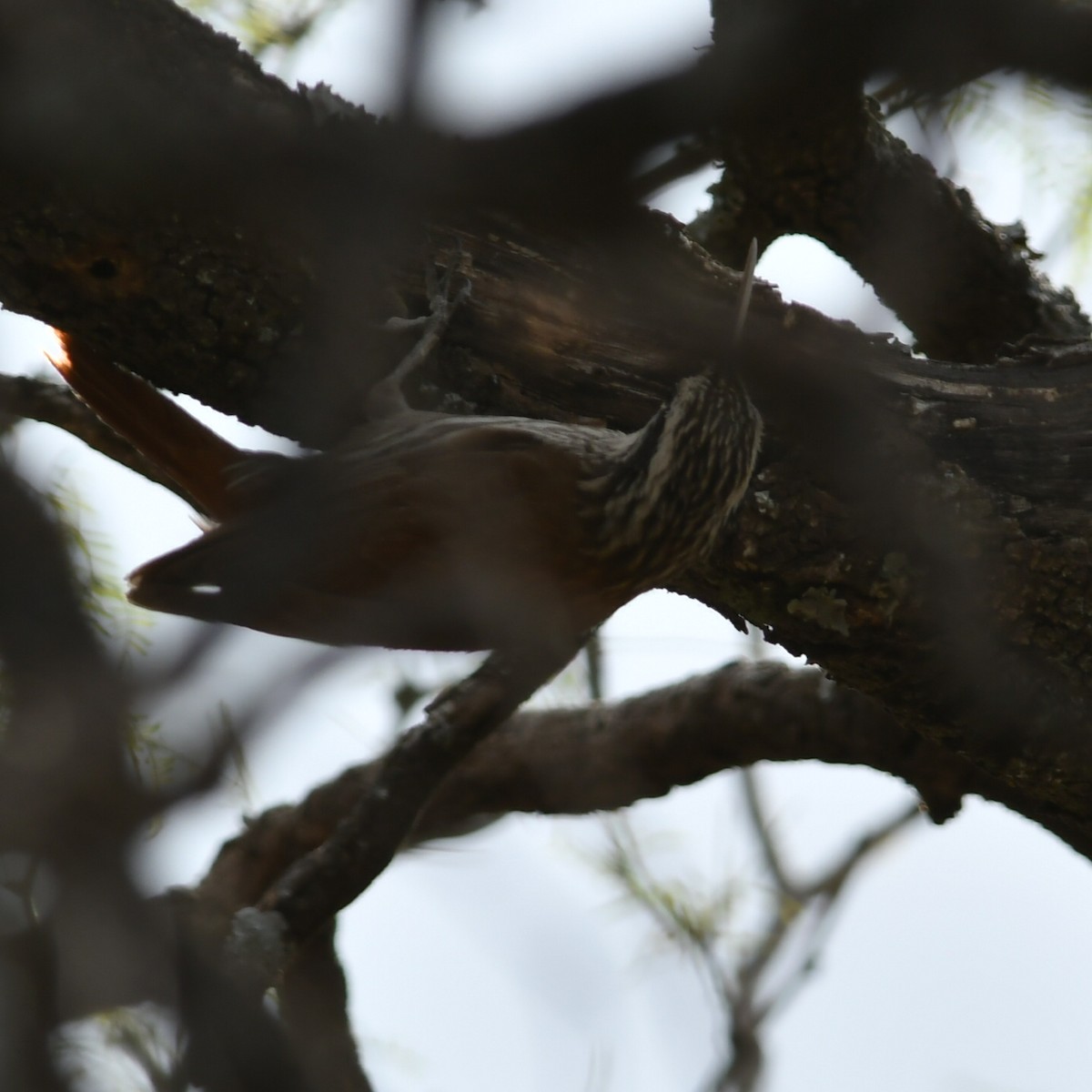 Narrow-billed Woodcreeper - ML505459641