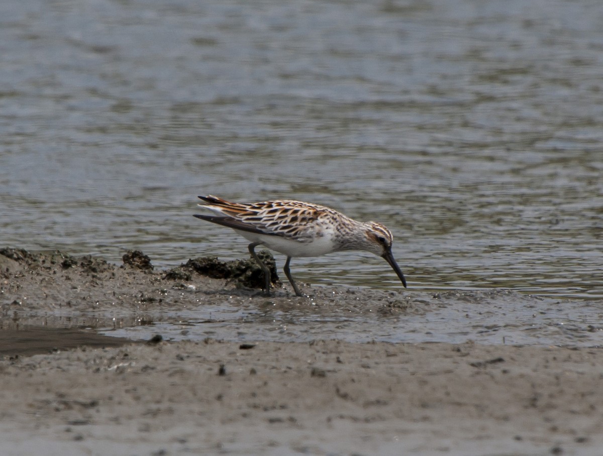 Broad-billed Sandpiper - ML505461061