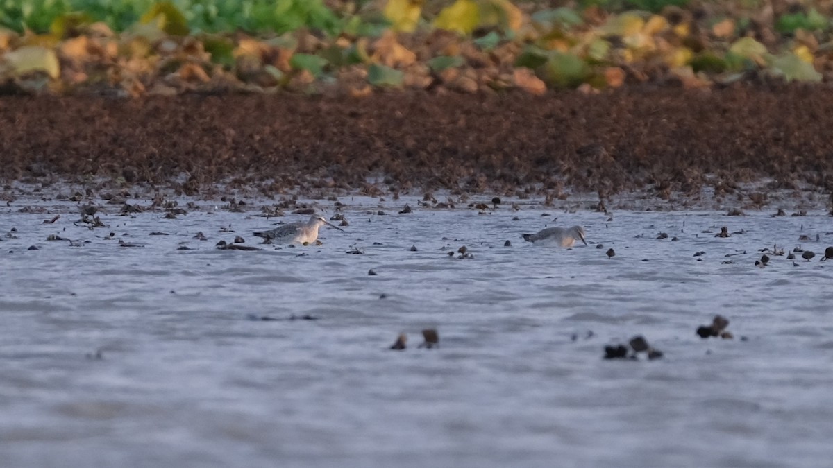 Spotted Redshank - ML505461071