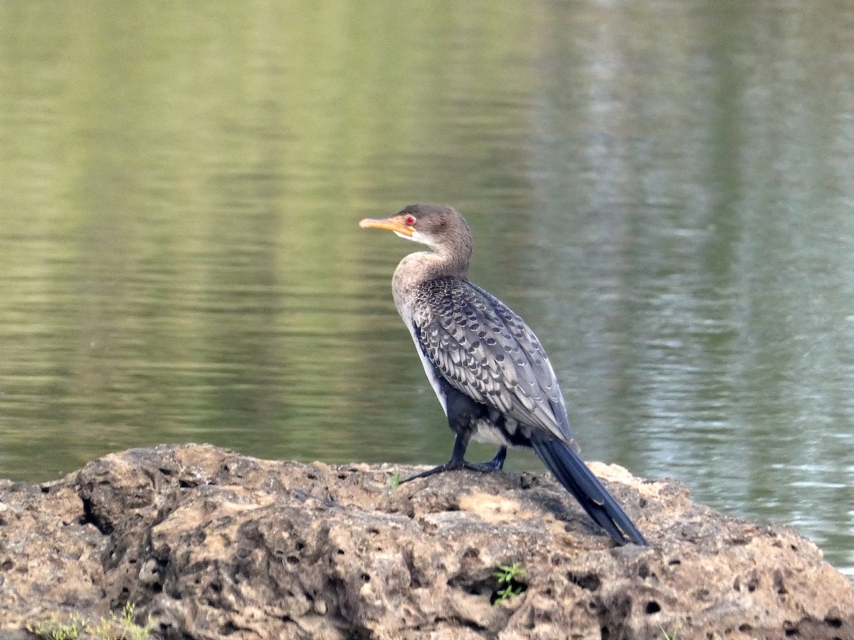 Long-tailed Cormorant - D.  Coody