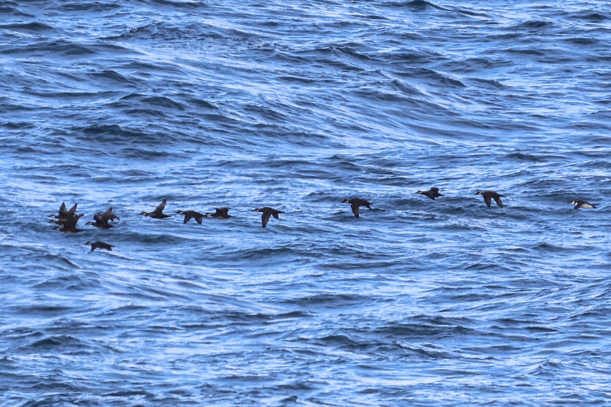 Common Scoter - Jon  Sola