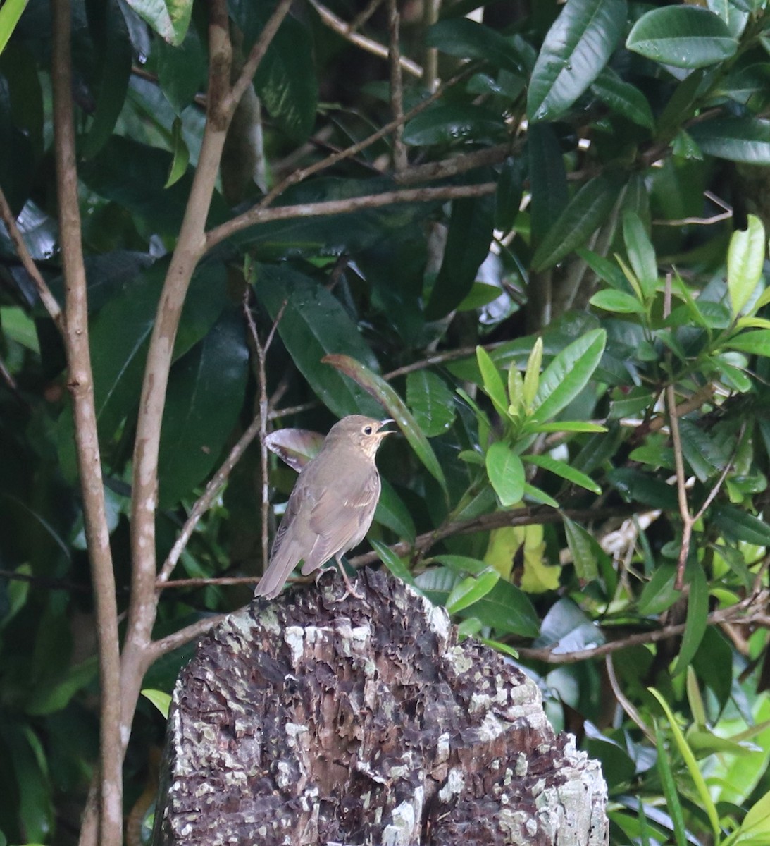 Swainson's Thrush - ML505462441