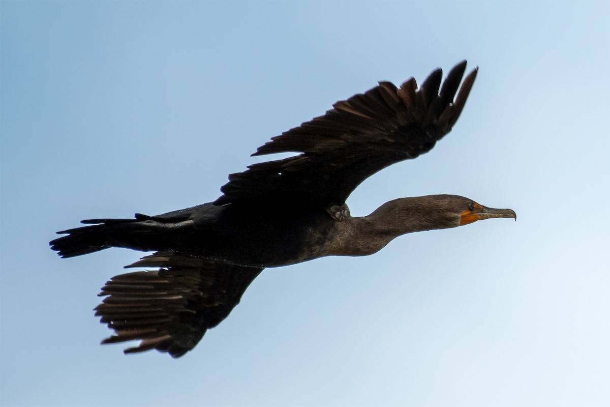 Cormoran à aigrettes - ML505462931