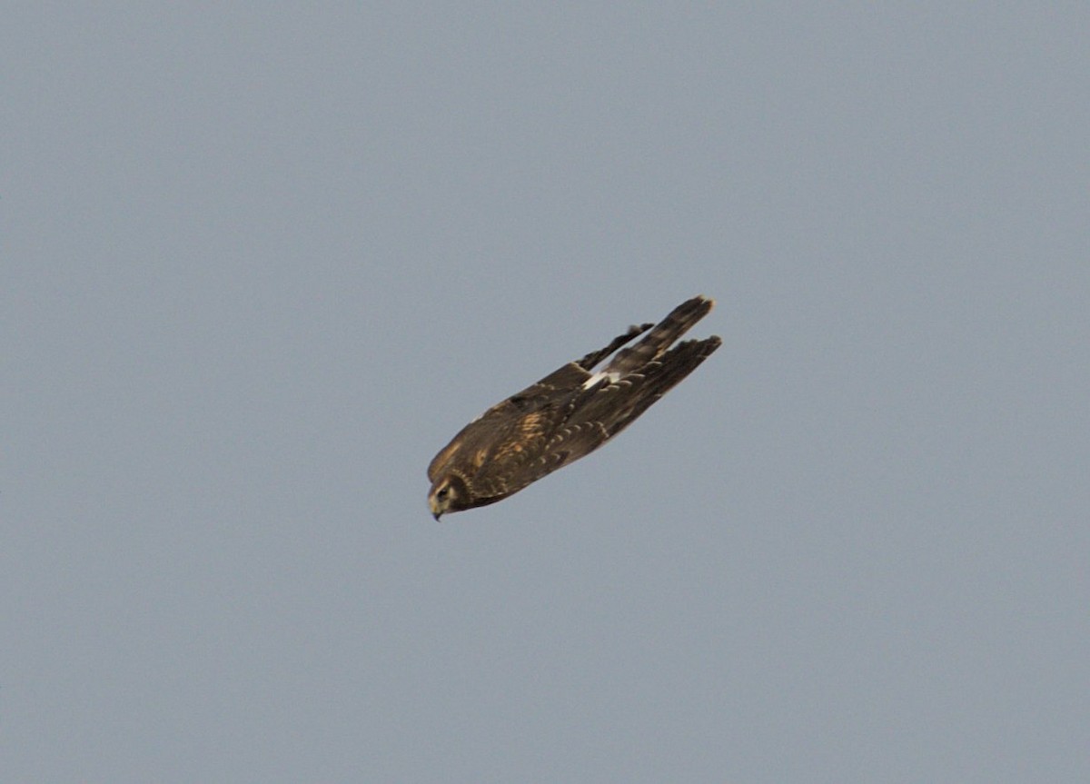 Northern Harrier - ML505463041