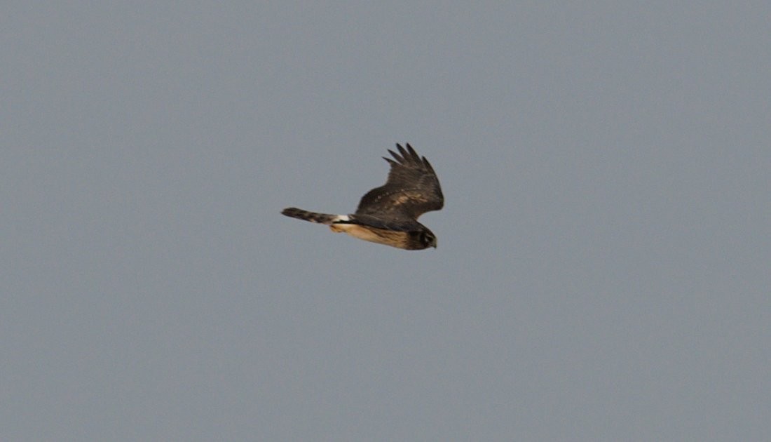 Northern Harrier - ML505463071