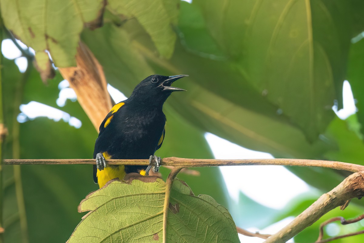 Puerto Rican Oriole - ML505463091