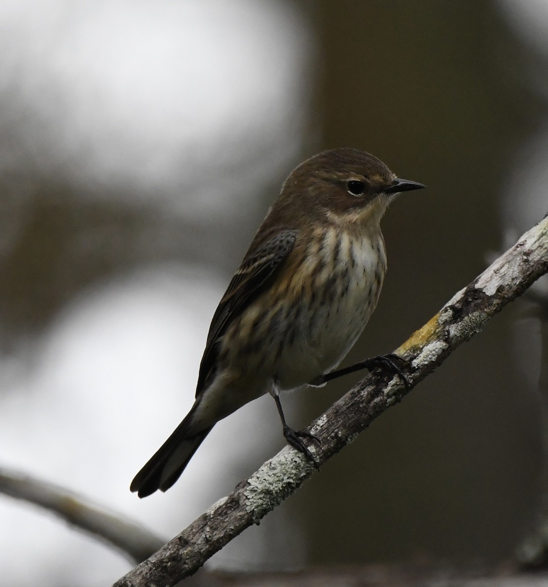 Yellow-rumped Warbler - ML505463661