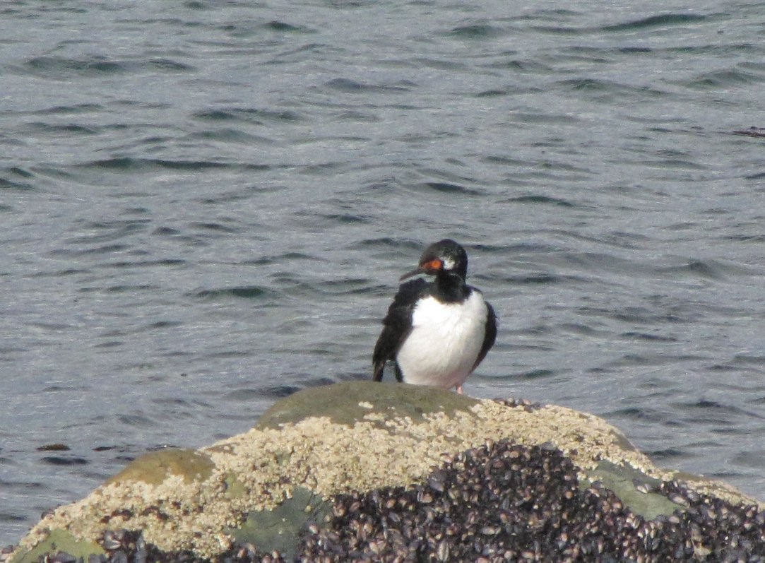 Cormorán Magallánico - ML505464191