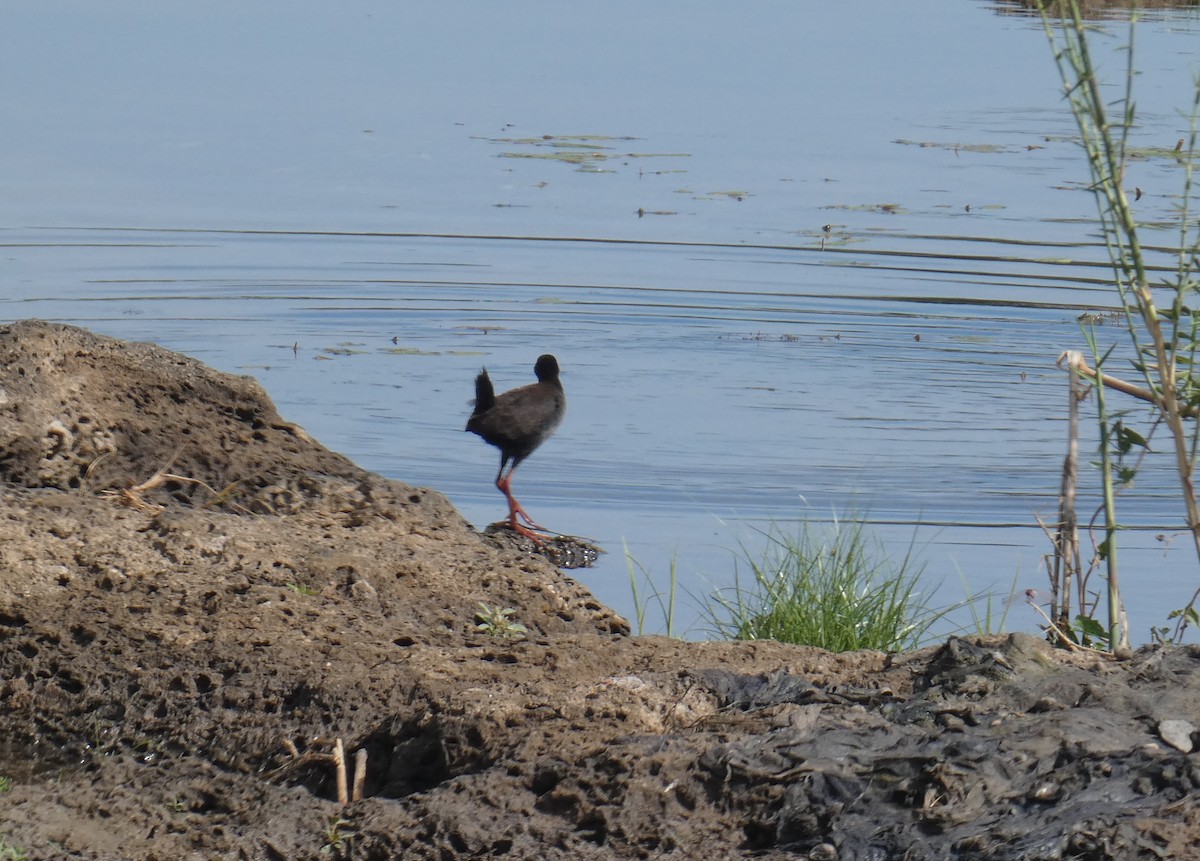 Black Crake - D.  Coody