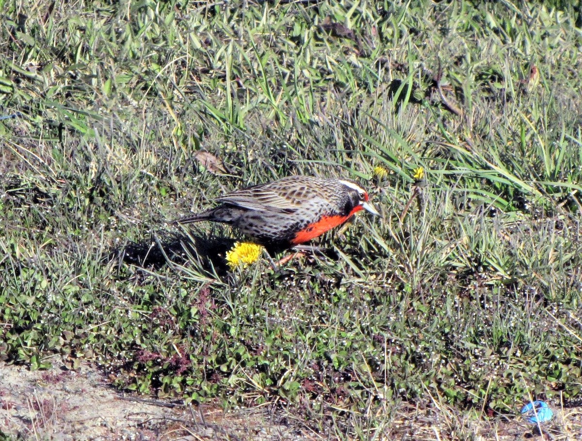 Long-tailed Meadowlark - ML505464771