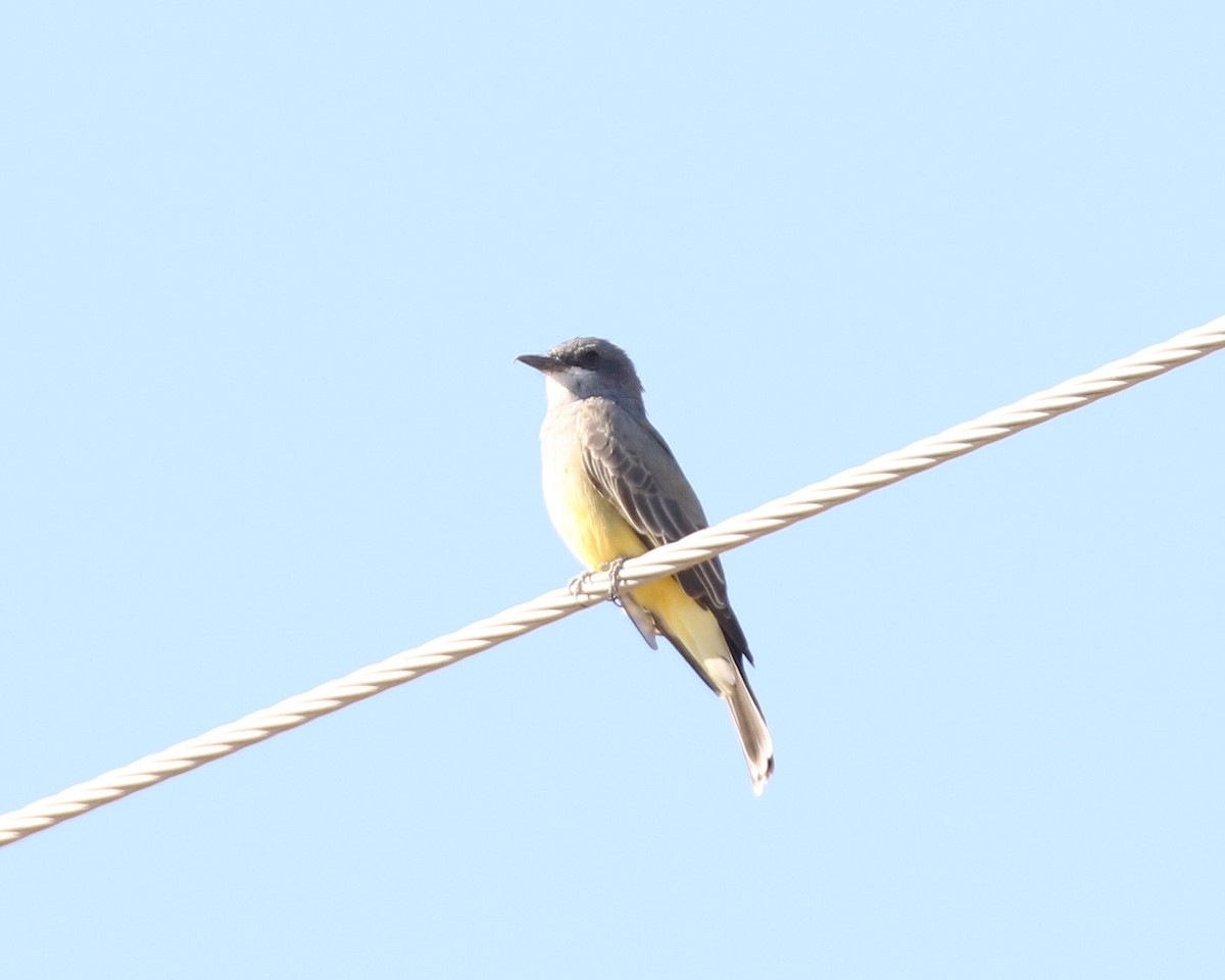 Cassin's Kingbird - ML505465751