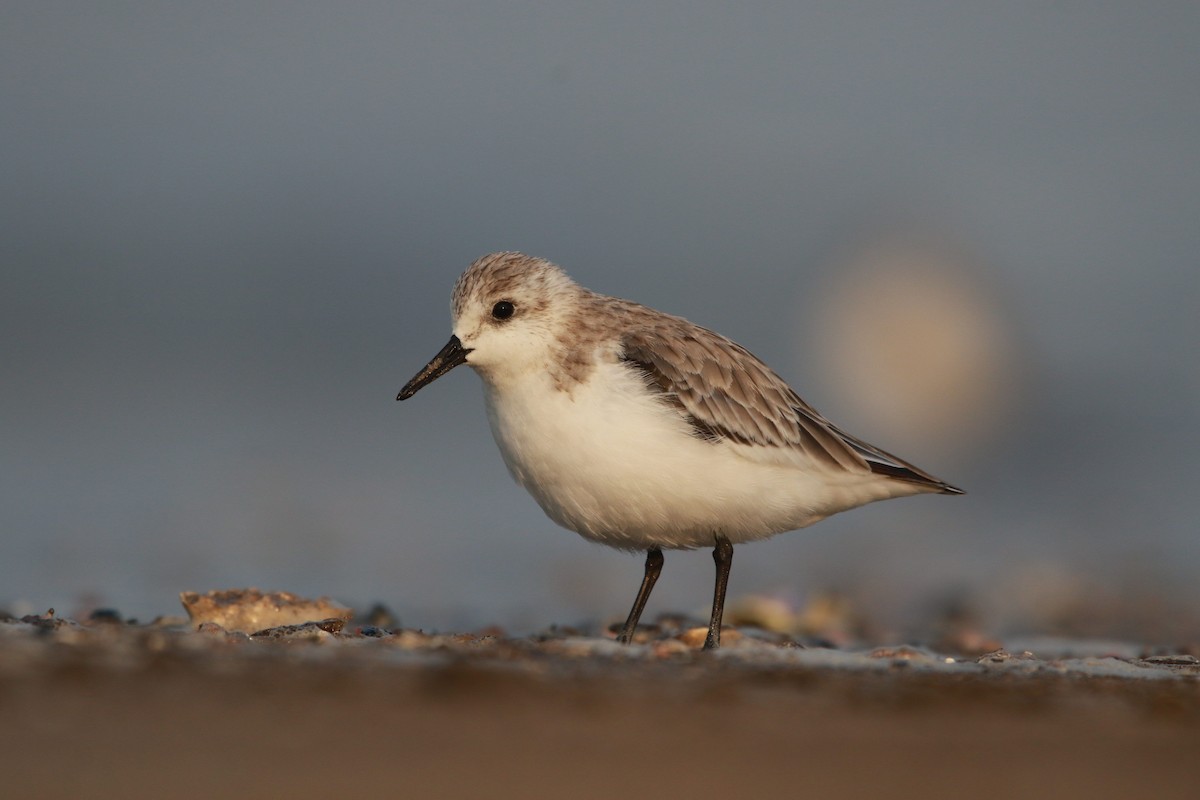 Sanderling - ML505465811