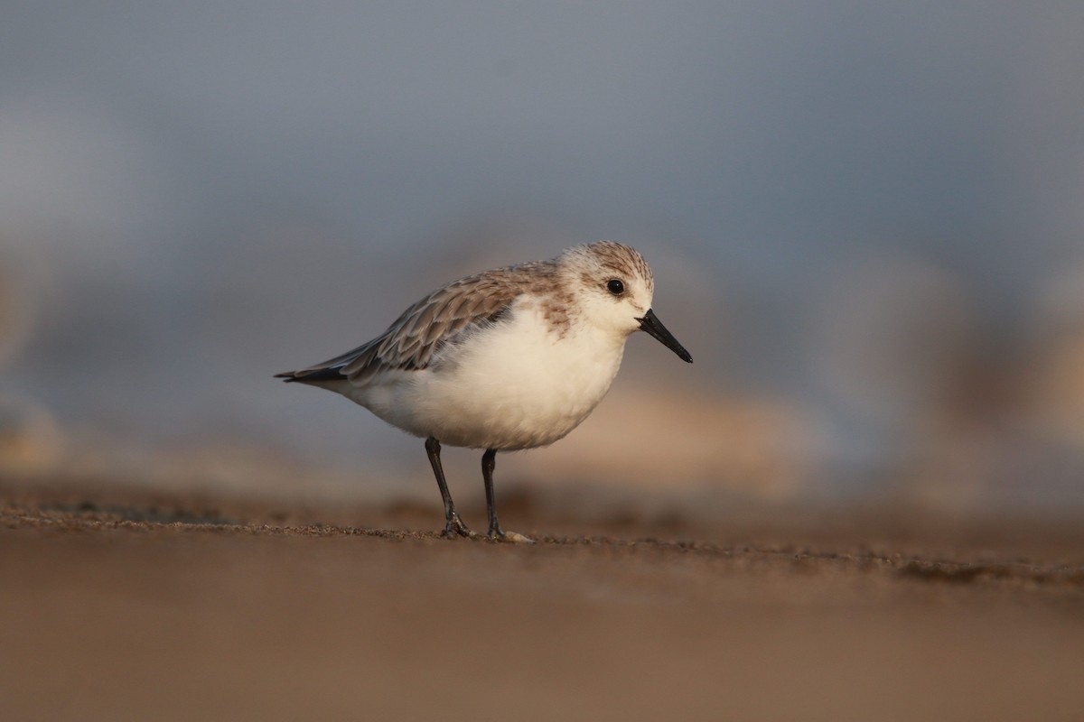 Sanderling - ML505465831