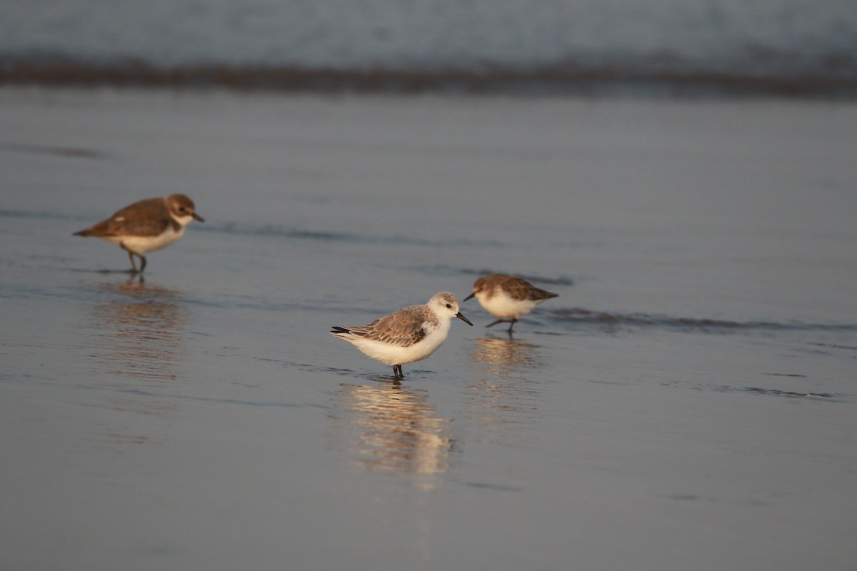 Sanderling - ML505466721