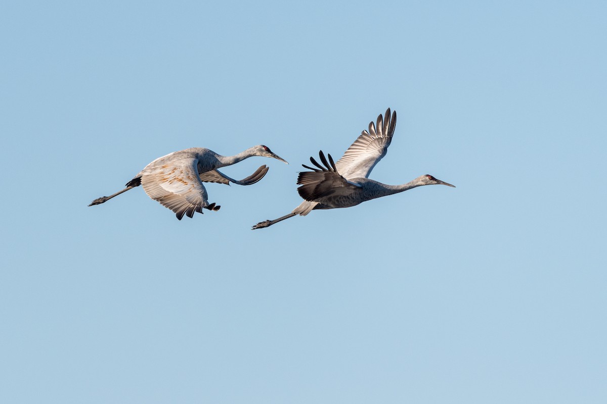 Sandhill Crane - Sally Chisholm