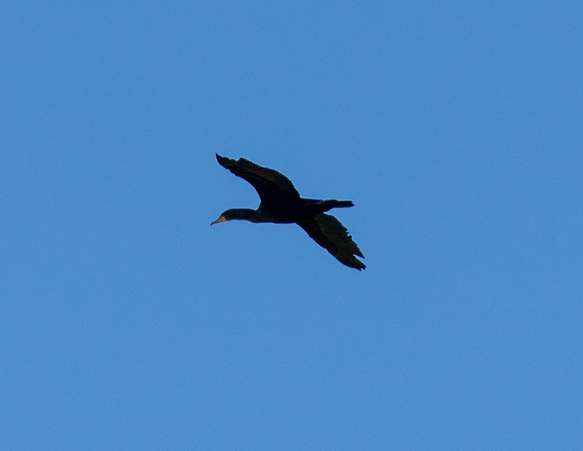 Double-crested Cormorant - ML505467131