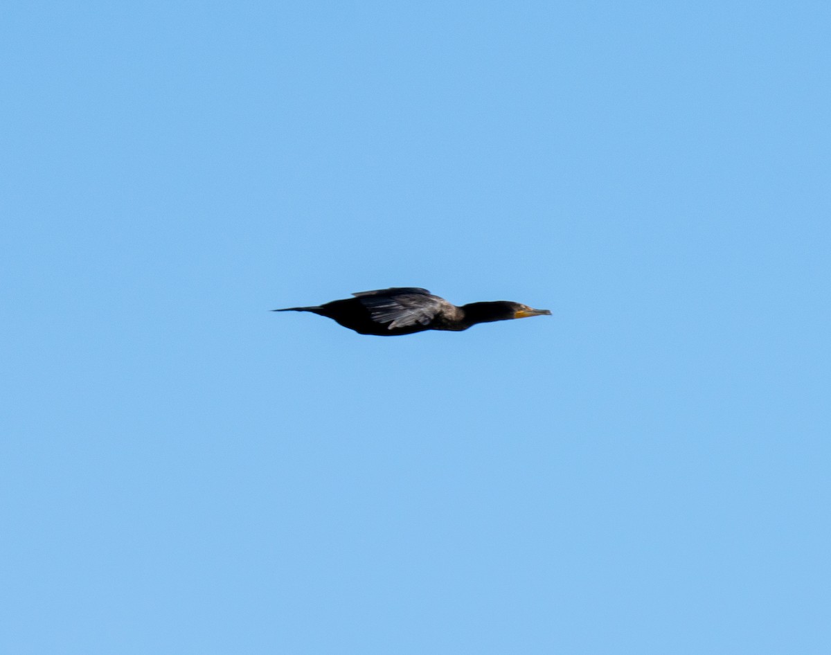 Double-crested Cormorant - ML505467141