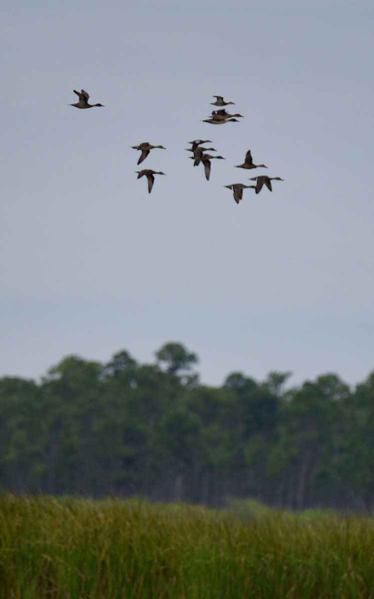 Gadwall - Michael Perez