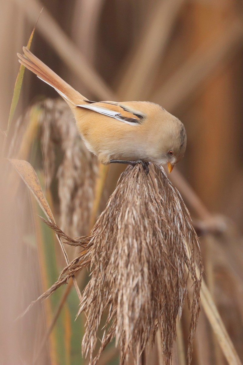 Bearded Reedling - ML505467311