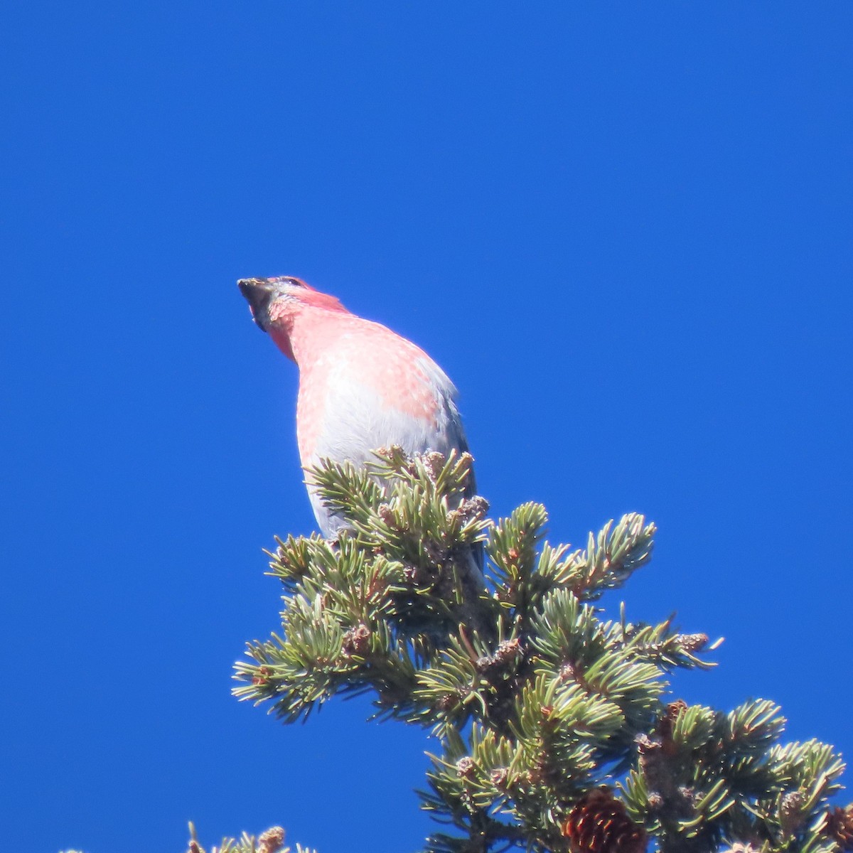 Pine Grosbeak - ML505468001