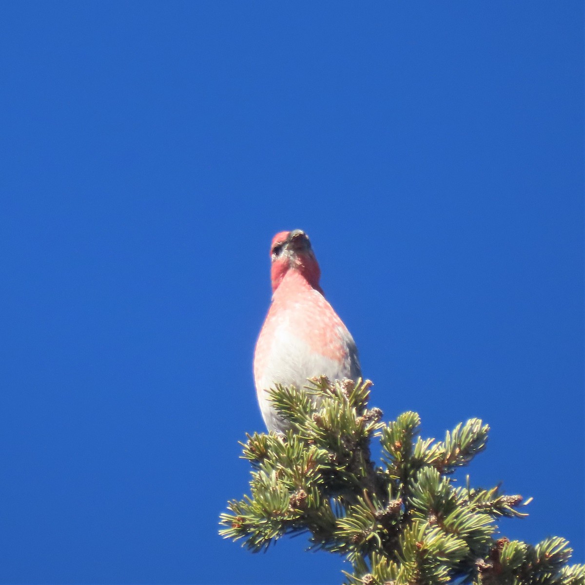 Pine Grosbeak - Elaine Wagner