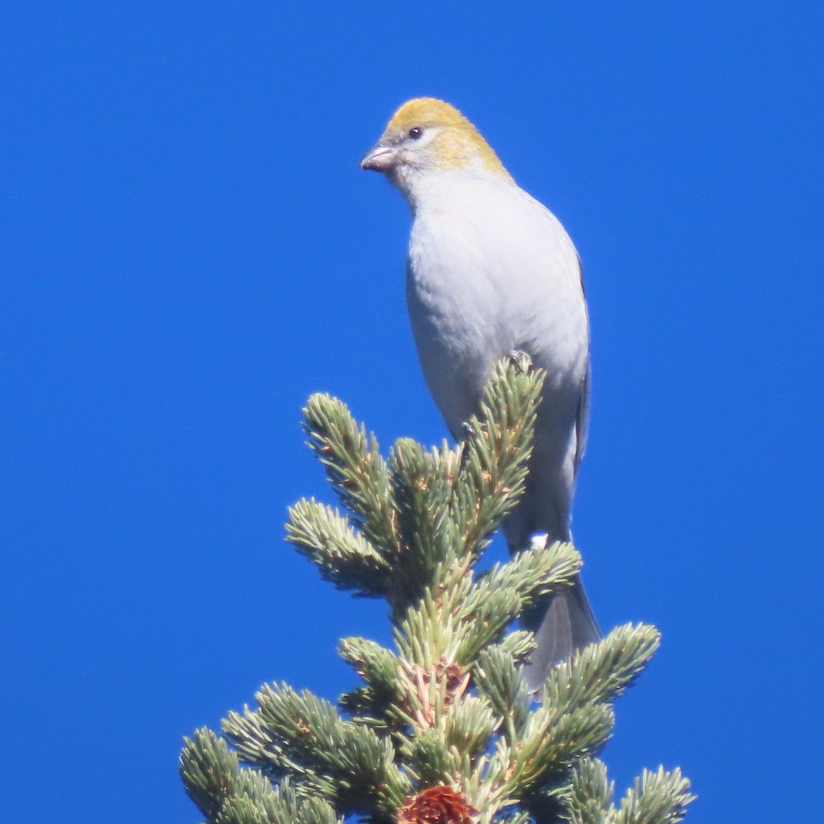 Pine Grosbeak - ML505468031