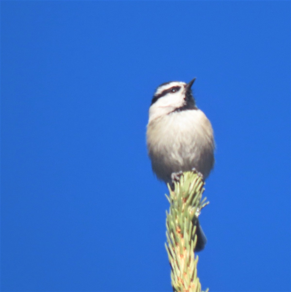 Mountain Chickadee (Rocky Mts.) - Elaine Wagner