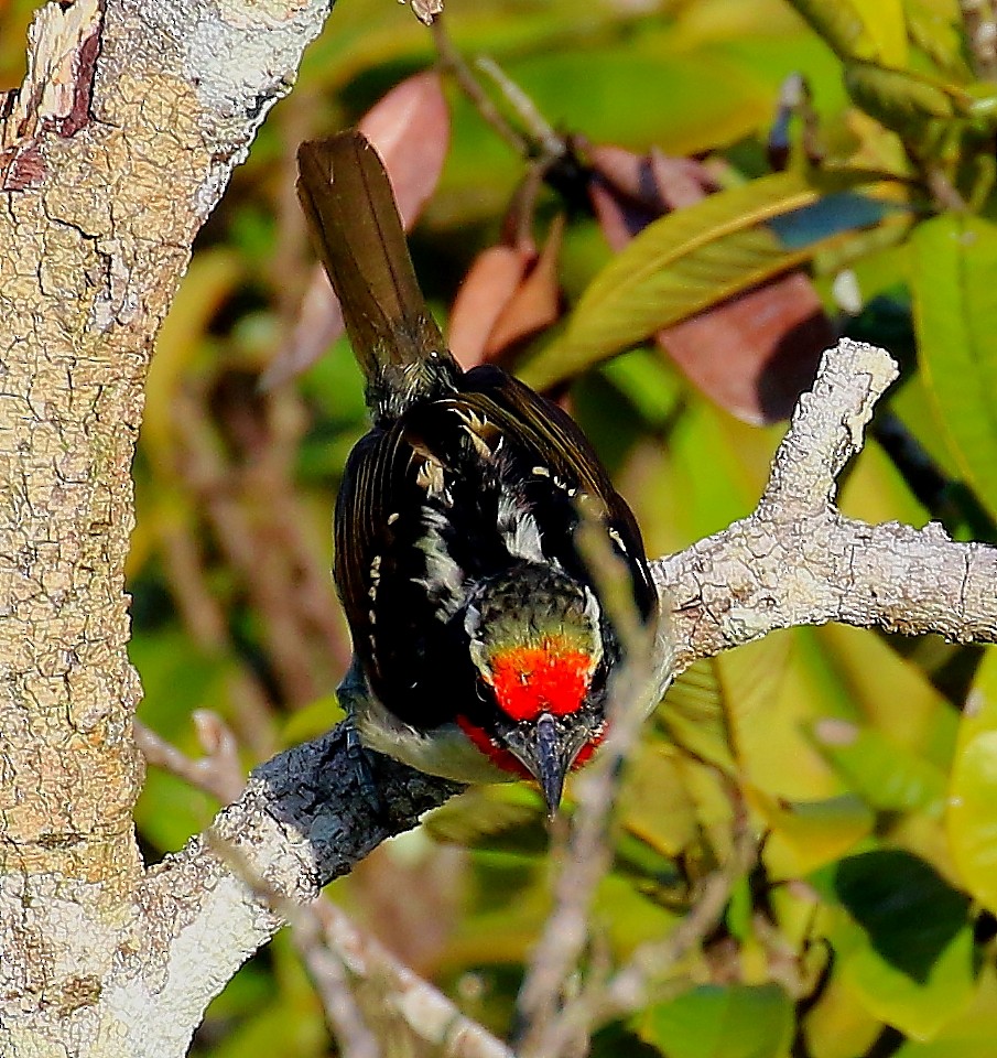 Black-spotted Barbet - ML505469021